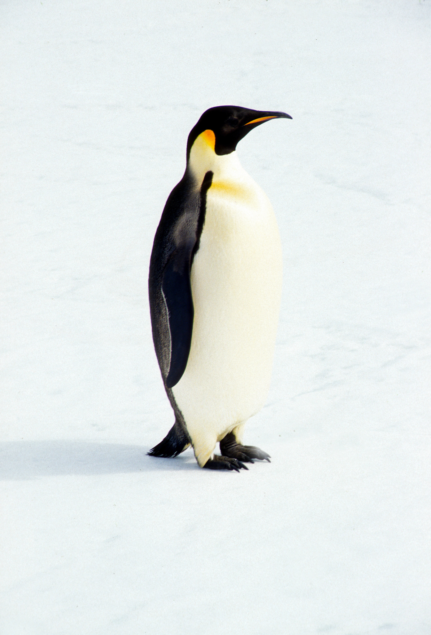 Penguins At The Sea Ice Edge